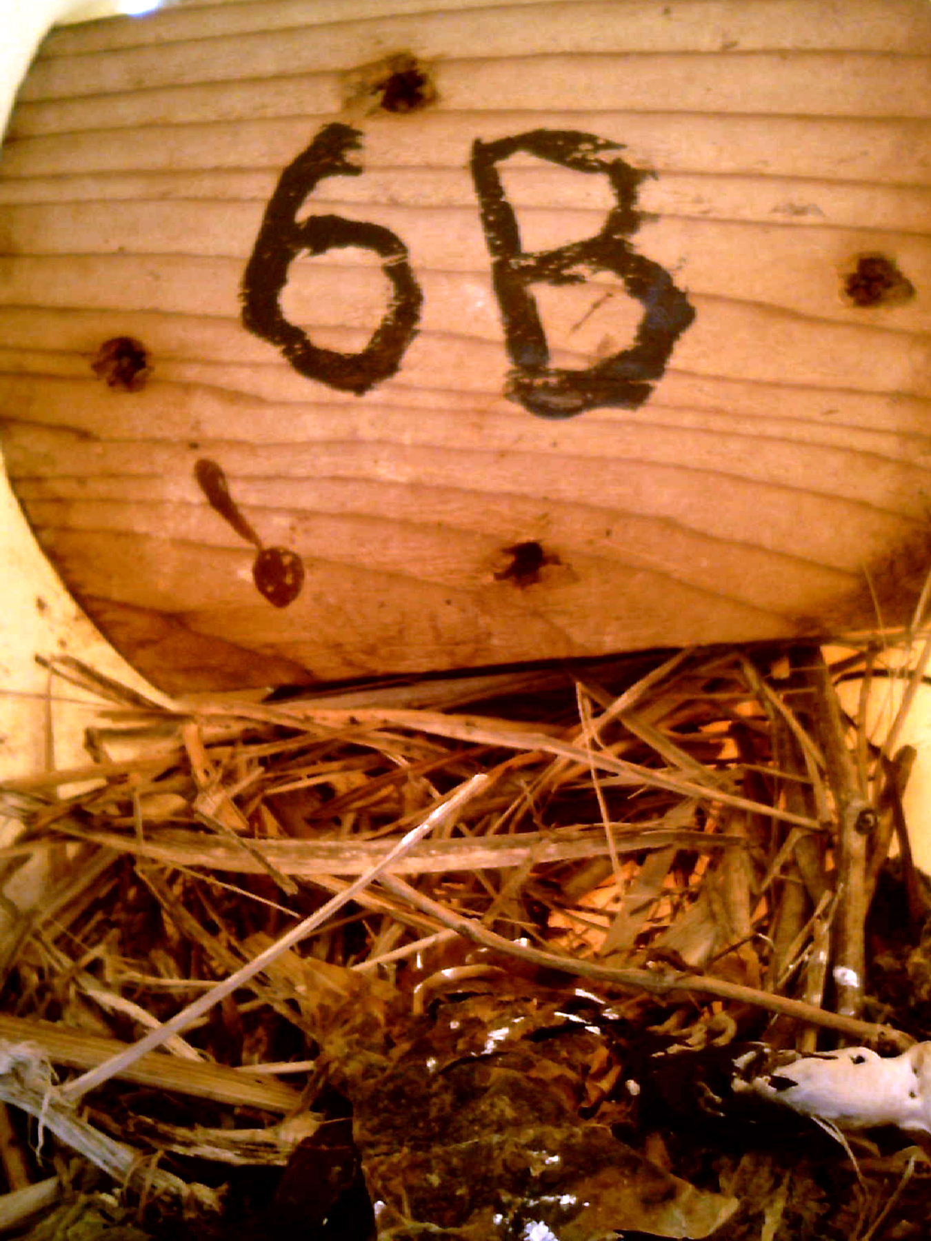OPAS 6A